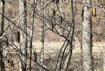 Spațiu comercial, în Petros - 5