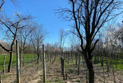 Teren de 4975 mp, în Belciug - 18