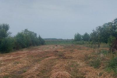 Teren Intravilan 1846 mp, sat Malaiest, comuna Rafov - 6