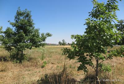 Teren de 60000 mp, în Zimandcuz - 1