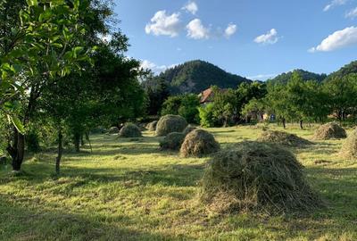 Cornu de Sus, vanzare teren intravilan 2900/26 - 4