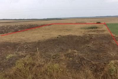 Teren de 1440 mp, în Sintea Mare - 2