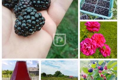 Ferma agricola, plantatii de mure, trandafiri, vita-de-vie - 17