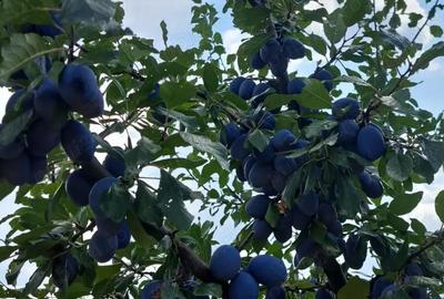 Teren de 11500 mp, în Ciomăgești - 10