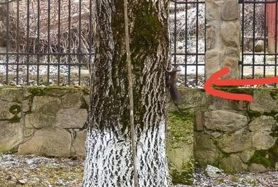 Casă cu 4 camere în Bistrița - 8