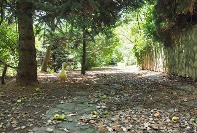 VILA 6 CAMERE SNAGOV IZVORANI LAC -TEREN 1800mp - 2