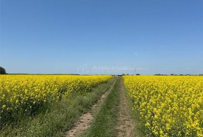 Teren de 13500 mp, în Dascălu - 5