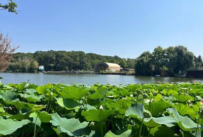 Teren de Vis pe malul lacului Snagov / 4000 mp in inima Naturii /40 m deschidere - 3