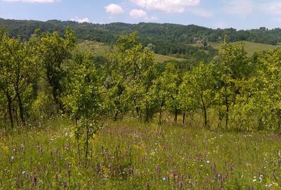 Teren de 3600 mp, în Aluniș - 2
