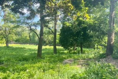 Teren de 10000 mp, în Vicovu de Sus - 1