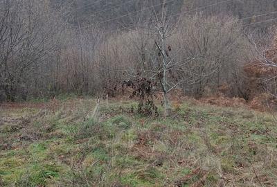 Teren de 9100 mp, în Râu de Mori - 6