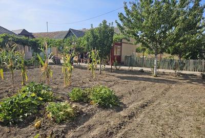 Casă cu 3 camere cu Teren 1420 Mp în Mihail Kogălniceanu - 1