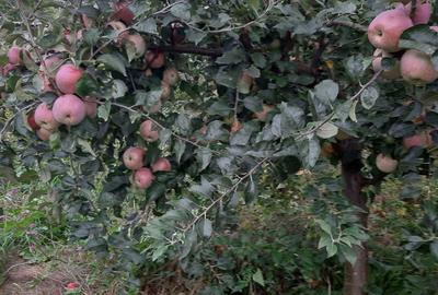 Spațiu comercial, în Fedeleșeni - 7