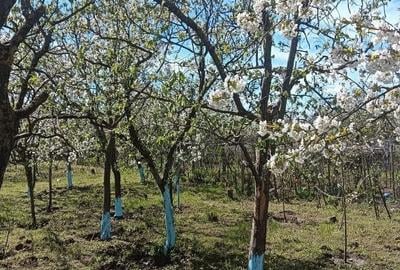 Casă cu 6 camere cu Teren 1082 Mp în Dragomirești-Deal - 9