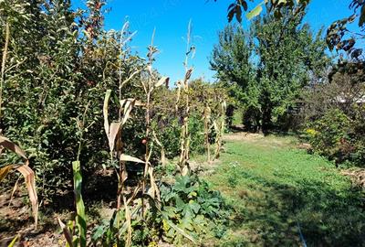 Casă cu 3 camere în Gruiu - 3