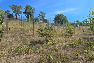 Teren intravilan in Manolesti Deal - 1