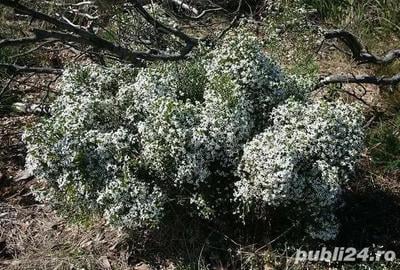 Apartament cu 2 camere decomandat în Central - 5