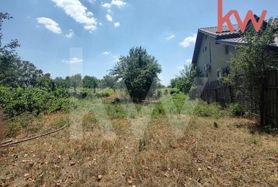 Vatra de casa si plantatie de vita de vie - 2