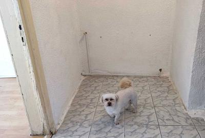Garsonieră decomandată în Turnișor