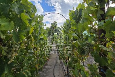 Casă cu 4 camere cu Teren 797 Mp în Mehala - 13