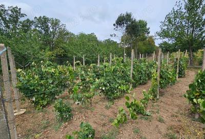 Casă cu 3 camere cu Teren 1500 Mp în Drislea - 1