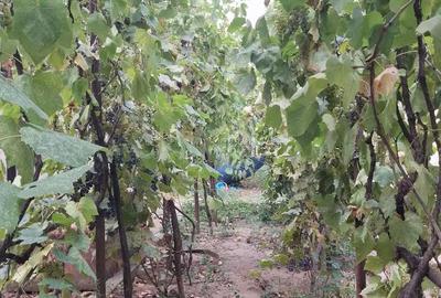 Casă cu 5 camere în Ciupercenii Noi - 6