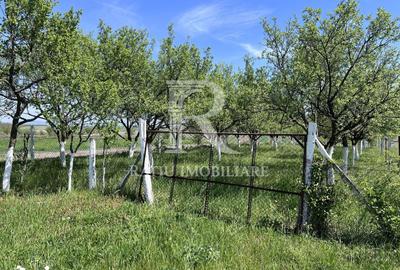 Casă cu 1 camere cu Teren 3000 Mp în Copăcel - 5