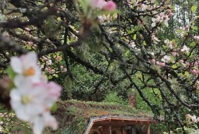 Casă cu 4 camere cu Teren 62000 Mp în Horea - 19