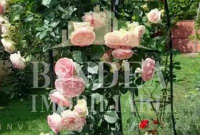 Casă cu Teren 1147 Mp în Dumbrăvița