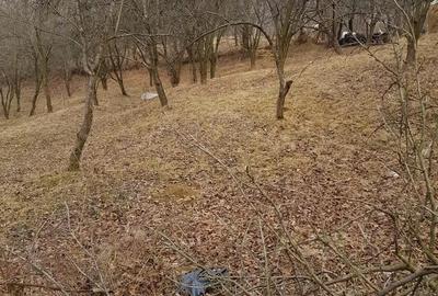 Teren de 1700 mp, în Olănești