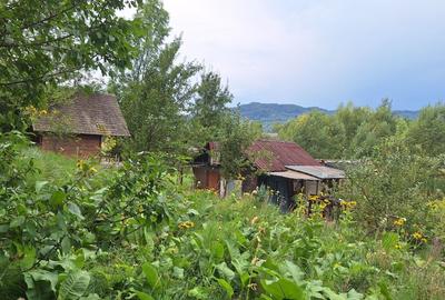 VANZARE ANSAMBLU CASUTE BRADULET ARGES - 11