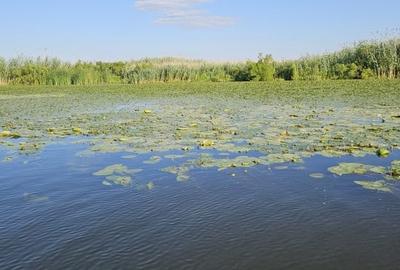 Teren intravilan in Delta Dunarii, C.A. Rosetti - Cardon - 14