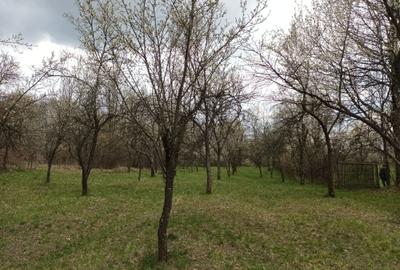 Teren de 10600 mp, în Berislăvești - 1