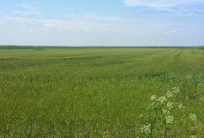 Teren de 12444 mp, în Hârșova - 3