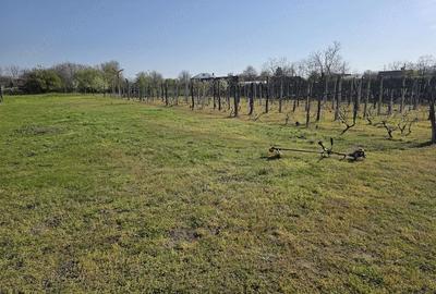 Casă cu 3 camere cu Teren 3600 Mp în Celaru - 7