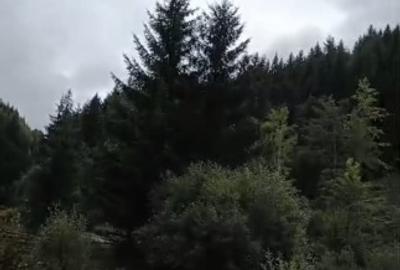 Teren Construcții intravilan de 6000 mp, în Ortoaia - 13