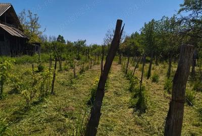 Casă cu 3 camere cu Teren 1300 Mp în Oveselu - 4