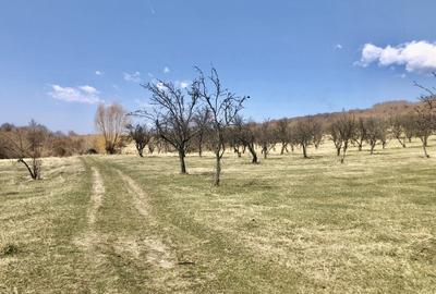 Vanzare teren intravilan- livezi - 8
