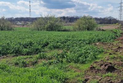 Ideal lotizare-Giarmata Vii- Ghiroda - 4