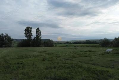 Teren 3953 mp Falticeni Tarna Mare De Vanzare 0727817187 - 6