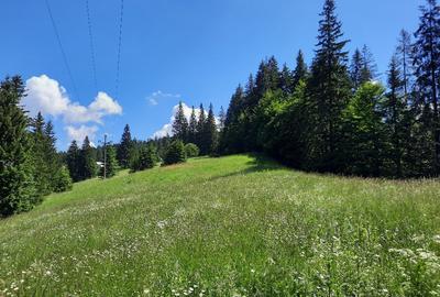 Teren de 3836 mp, în Malul Ursului - 3