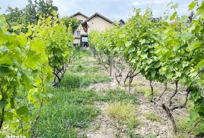 Casă cu 2 camere cu Teren 2052 Mp în Paleu - 7
