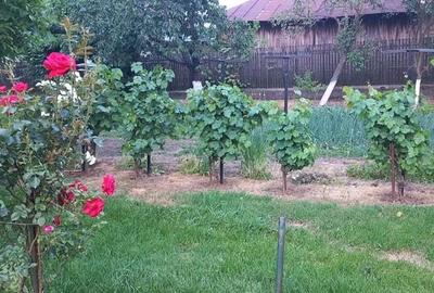 Casa si teren 1815 m - 7