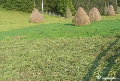 Teren de 11000 mp, în Valea Doftanei - 7