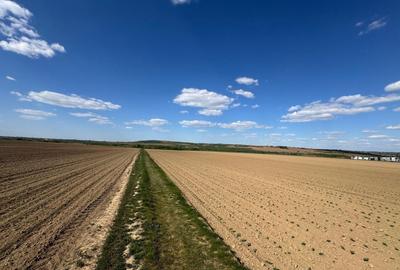 Teren agricol extravilan de 5287 mp, în Paleu - 2