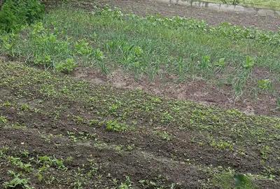 Casă cu 3 camere în Câineni - 2