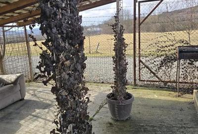 Spațiu comercial, de 10,000 mp, în Central - 2