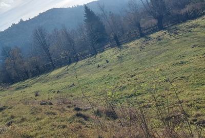 Teren Construcții intravilan de 6500 mp, în Vama - 6