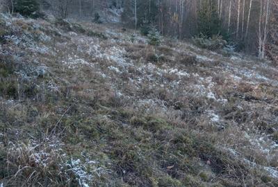 Teren de 10000 mp, în Arieșeni - 6