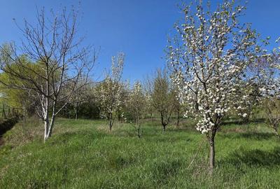 Spațiu comercial, în Mâsca - 4